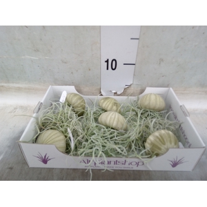 Tillandsia usneoides