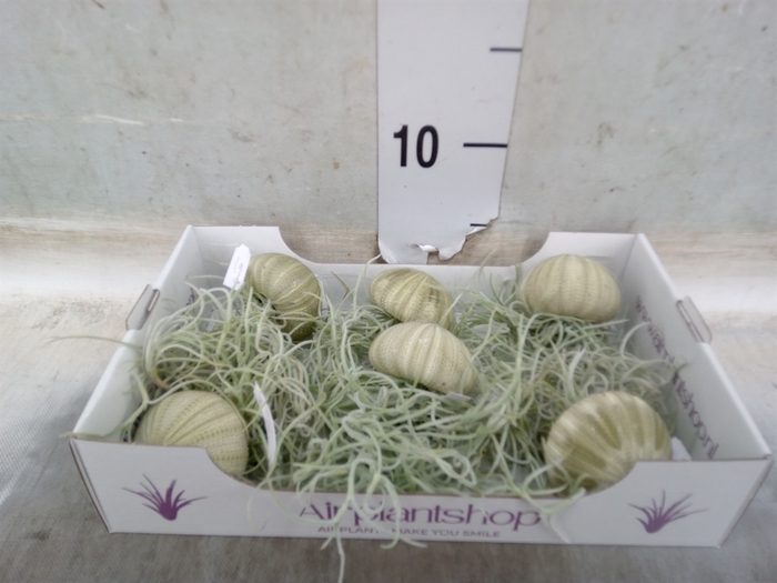 <h4>Tillandsia usneoides</h4>
