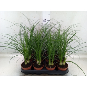 Nolina recurvata   ...