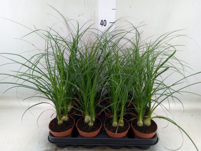 <h4>Nolina recurvata   ...</h4>
