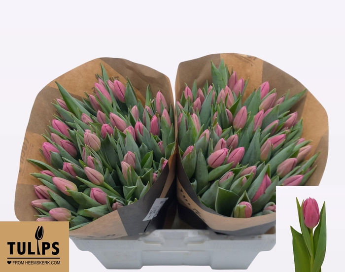 <h4>TU EN IVANKA</h4>