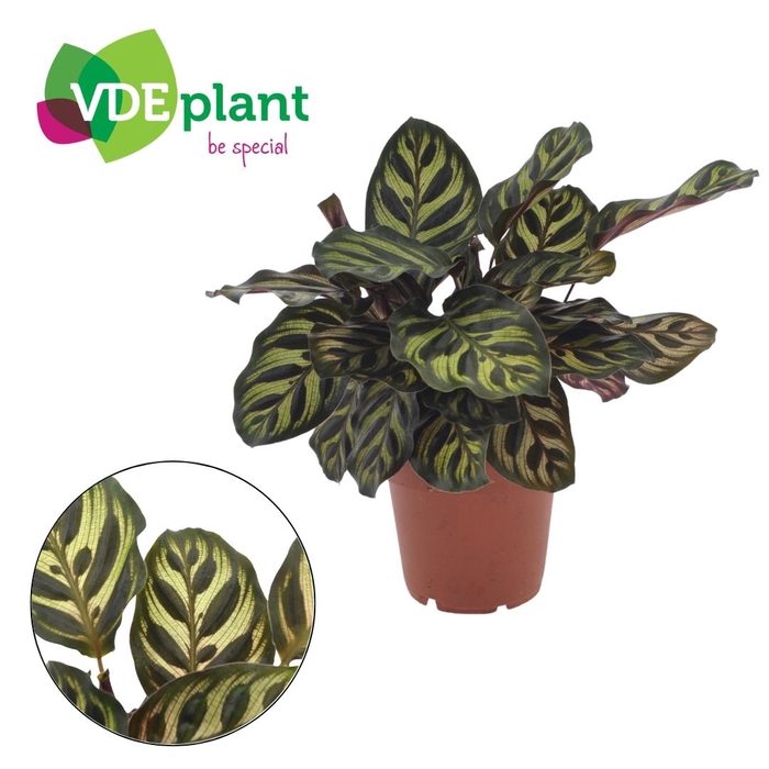 <h4>Calathea Makoyana 12cm</h4>