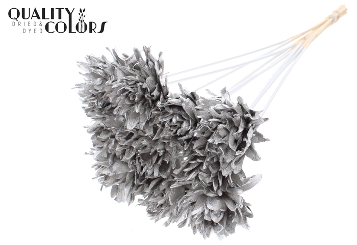Shola Slice Pine 6cm on stem Platina