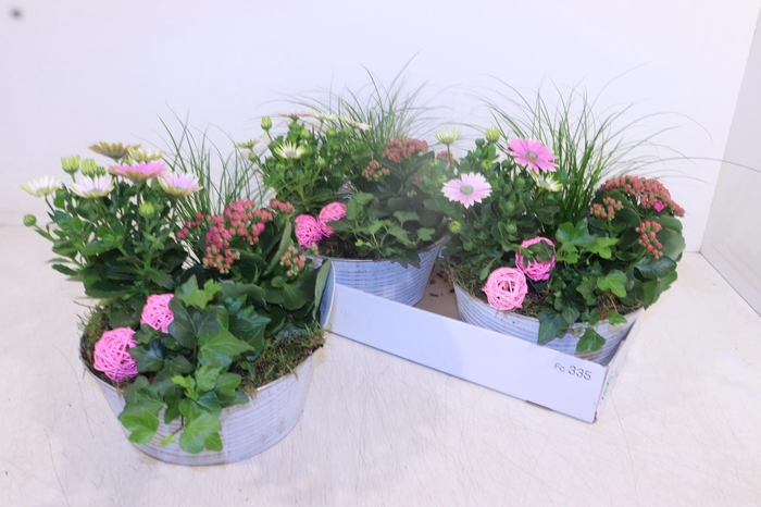 <h4>ARR TUINPLANTEN</h4>