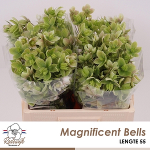 HELL  MAGNIFIC BELLS
