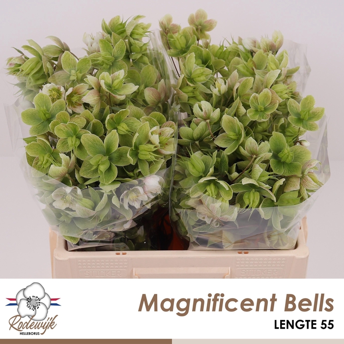 <h4>HELL MAGNIFIC BELLS</h4>