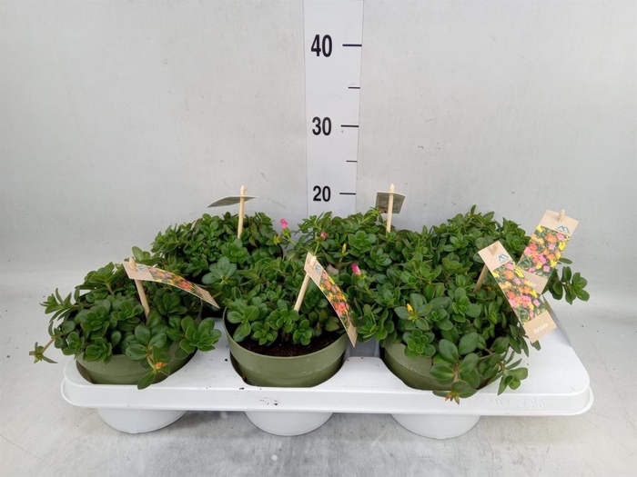 <h4>Portulaca   ...mix in pot</h4>