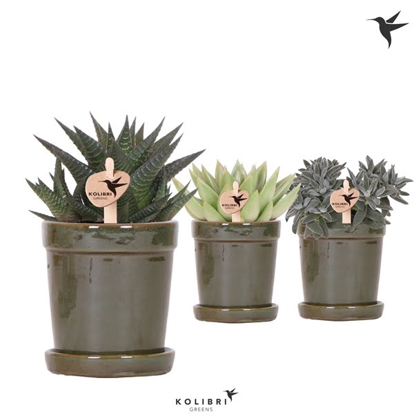 <h4>Kolibri Greens Succulenten mix in Flower pot green</h4>