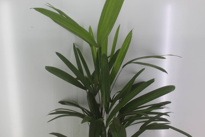 <h4>PALMEIRA RAPHIS P17</h4>