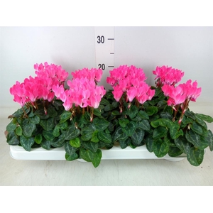 Cyclamen KL 'Compact'