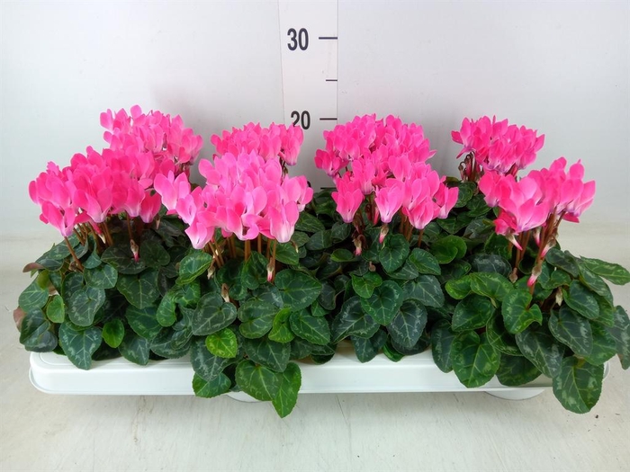 <h4>Cyclamen KL 'Compact'</h4>