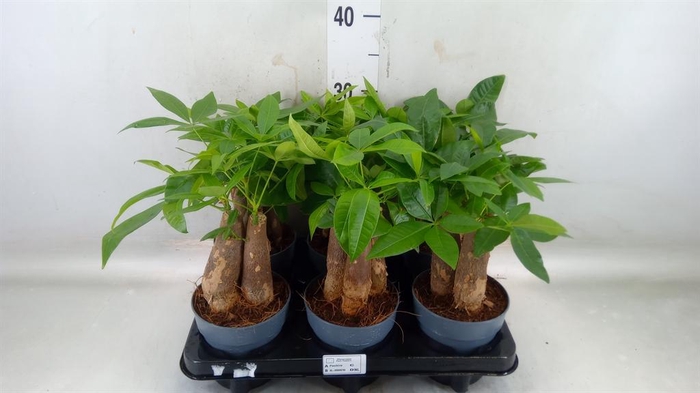 <h4>Pachira aquatica</h4>