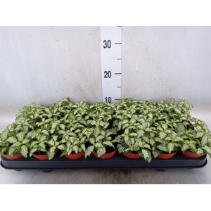 Fittonia  'Mosaic White Tiger'