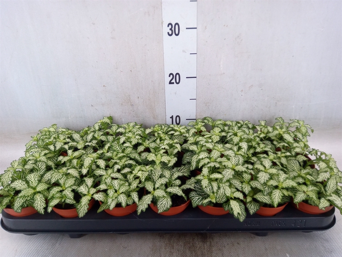 <h4>Fittonia  'Mosaic White Tiger'</h4>