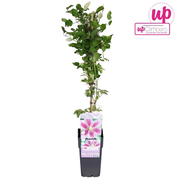 <h4>Clematis Piilu P15</h4>