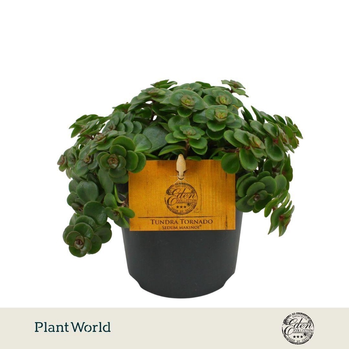 <h4>Sedum Tornado P10.5</h4>