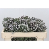 Kaaps Groen Silver Brunia