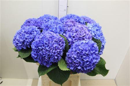 <h4>Hydr M Pimpernel</h4>
