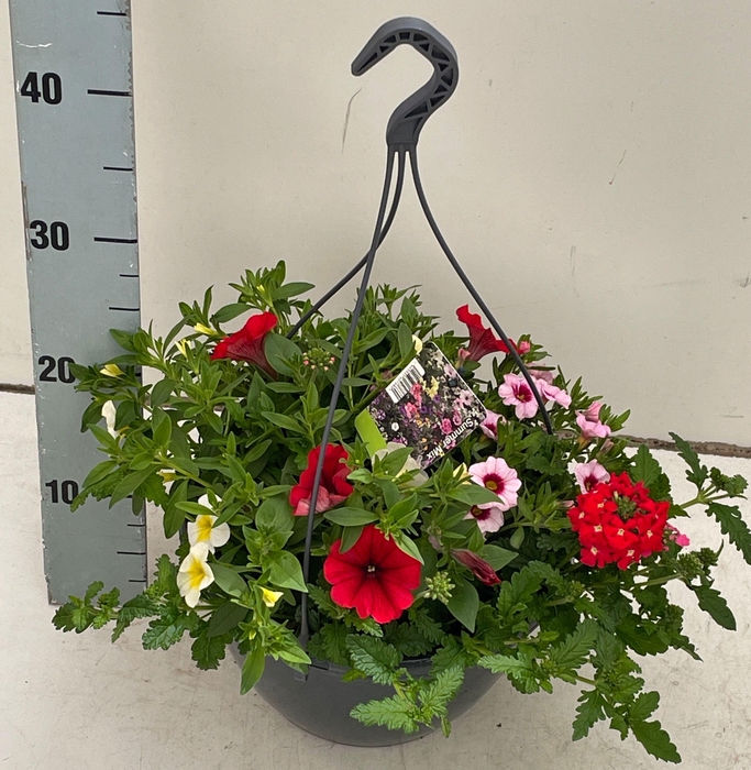 <h4>PERKPL GEM IN POT</h4>