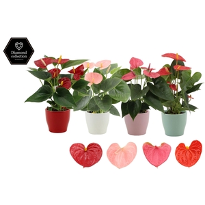 Anthurium 9 cm 4 color mix in Alicante ceramics