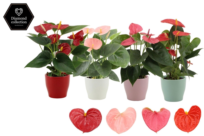 <h4>Anthurium 9 cm 4 color mix in Alicante ceramics</h4>