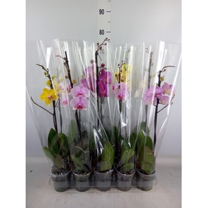 Phalaenopsis   ...mix  5