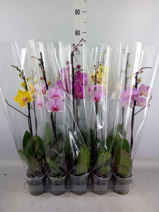 <h4>Phalaenopsis   ...mix  5</h4>