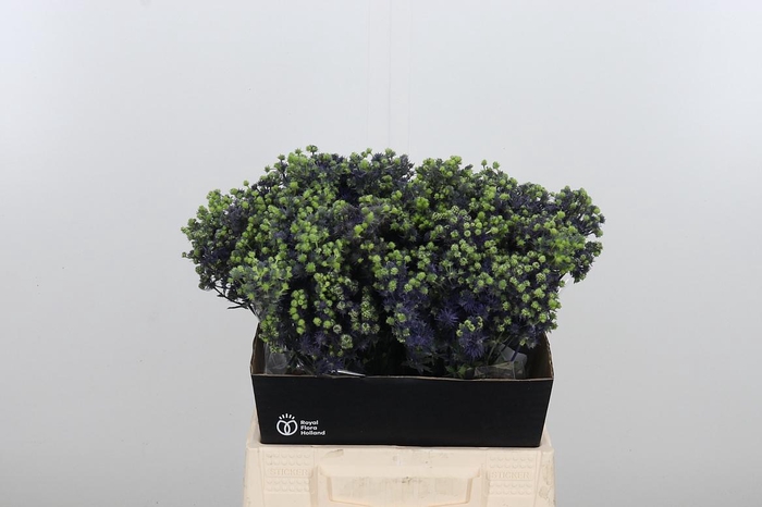 <h4>Eryng Pl Mag Purp St</h4>