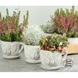 ARR TUINPLANTEN