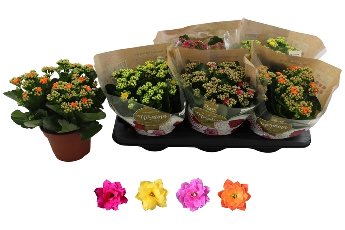 <h4>KAL GE RO GEM 4 KL</h4>