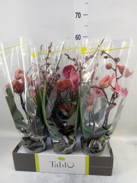 <h4>Phalaenopsis   ...orange</h4>