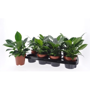 Philodendron Green Princess 12Ø 30cm