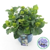 Hydrangea macrophylla overig