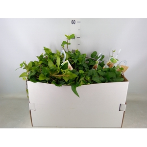 Hedera helix 'Mein Herz'