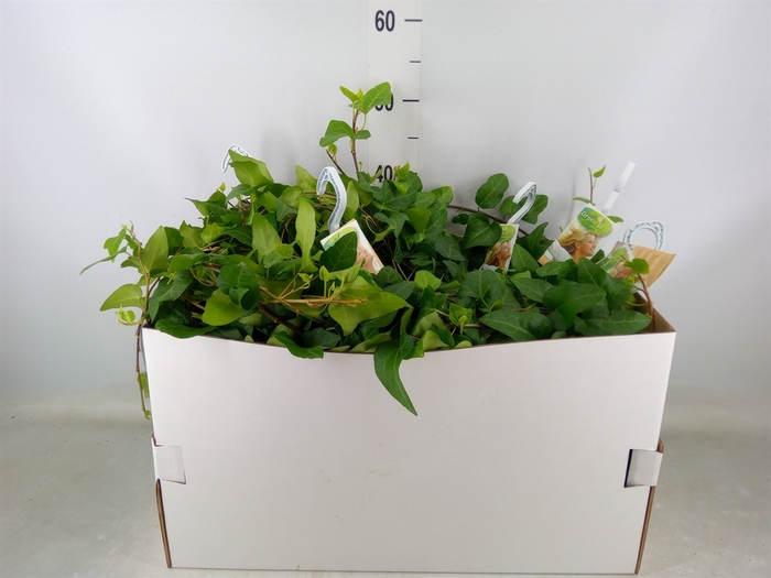 <h4>Hedera helix 'Mein Herz'</h4>