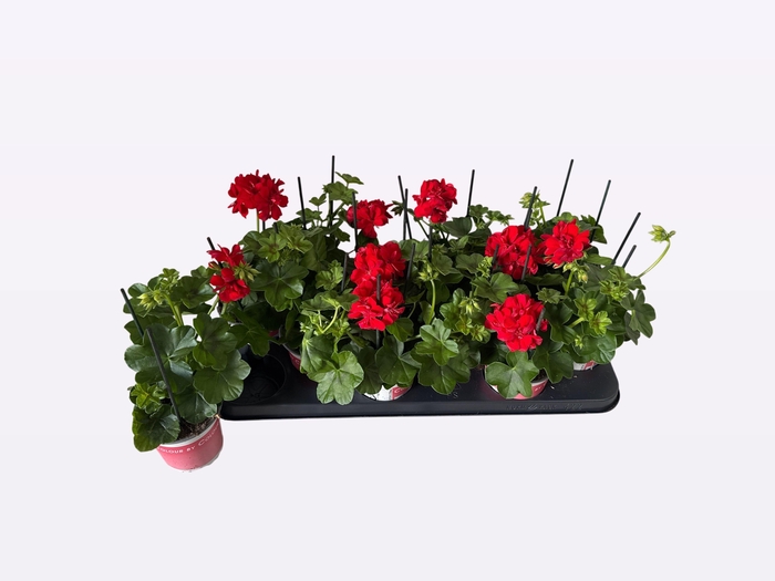 <h4>PEL PELT MED GAB RED</h4>