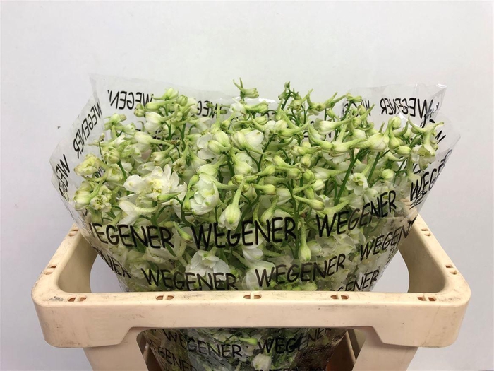 <h4>DELPH EN SNEEUWWIT</h4>