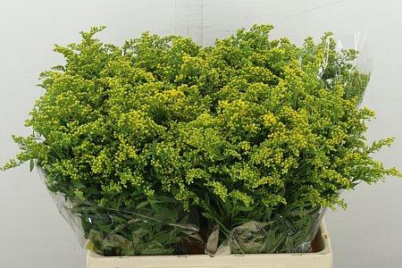 <h4>SOLI CARZAN GLORY</h4>