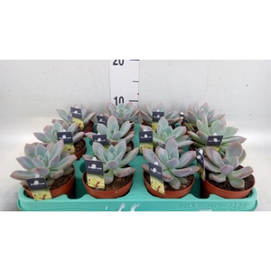 Cactus   ...