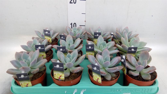 <h4>Cactus   ...</h4>