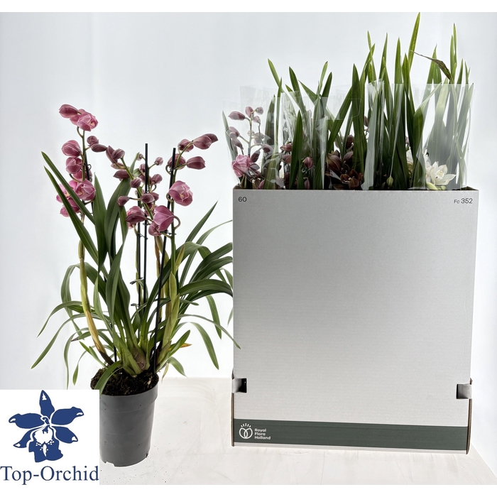 <h4>CYMB GEMENGD</h4>