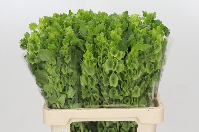 <h4>MOLUCCELLA LAEVIS</h4>