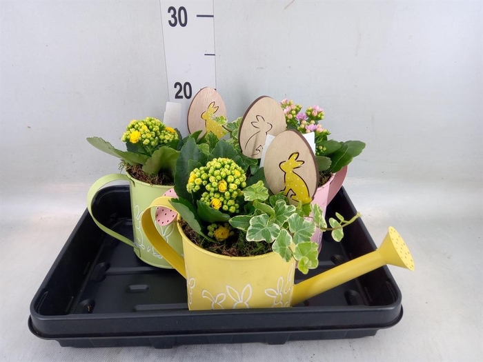 <h4>Arr.    Planten  L%</h4>