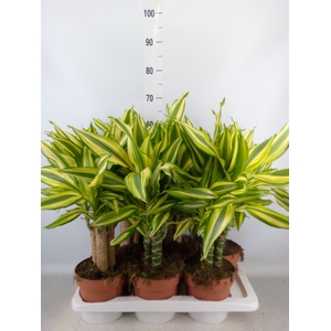 Dracaena frag.   ...