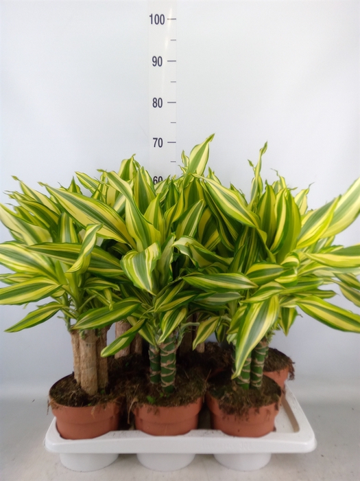 <h4>Dracaena frag.   ...</h4>