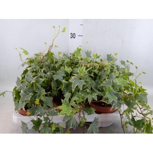 Hedera helix   ...mix varie yello