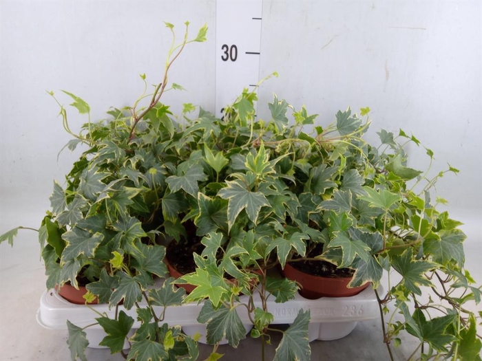 <h4>Hedera helix   ...mix varie yello</h4>