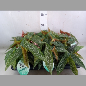 Begonia BD 'Double Dot'