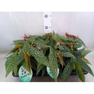 Begonia BD 'Double Dot'