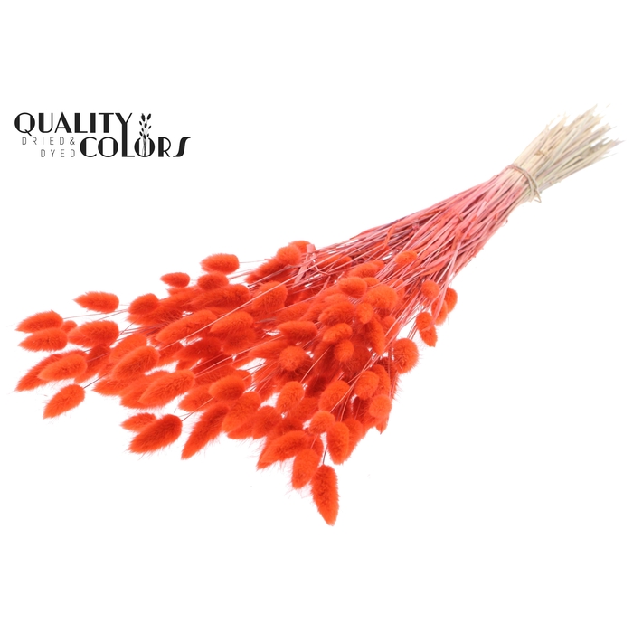 <h4>Lagurus Premium per bunch Coral</h4>